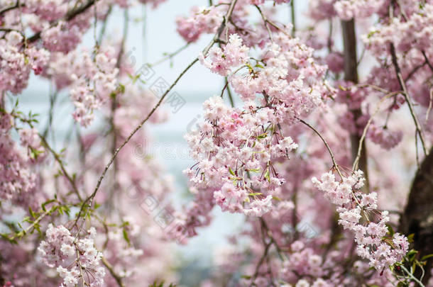 日本樱花，春天在东京日本