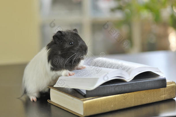 豚鼠阅读