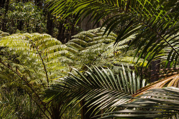 热带雨林中的蕨类植物和棕榈树叶
