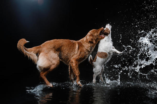狗杰克拉塞尔猎犬和狗新星斯科蒂亚鸭子鸣叫猎犬，狗玩，跳，跑，在水里移动