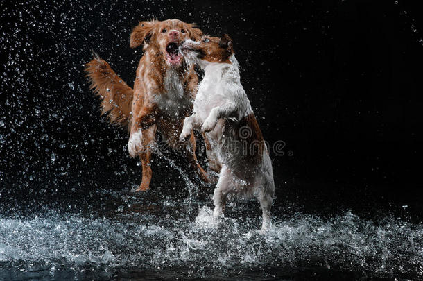 狗杰克拉塞尔猎犬和狗新星斯科蒂亚鸭子鸣叫猎犬，狗玩，跳，跑，在水里移动