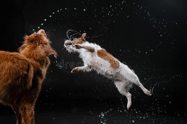 狗杰克拉塞尔猎犬和狗新星斯科蒂亚鸭子鸣叫猎犬，狗玩，跳，跑，在水里移动