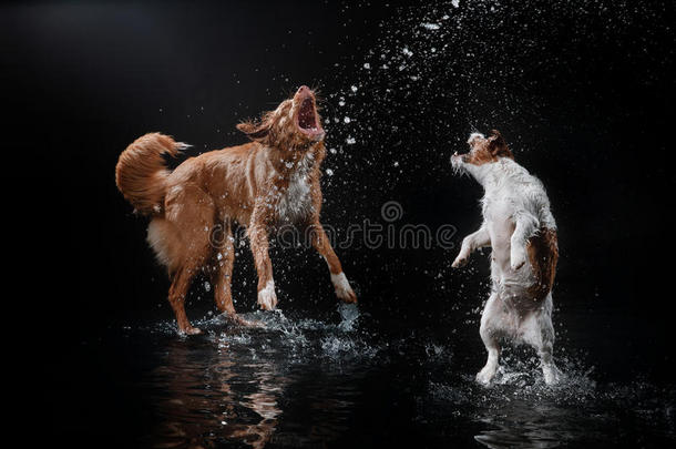 狗杰克拉塞尔猎犬和狗新星斯科蒂亚鸭子<strong>鸣叫</strong>猎犬，狗玩，跳，跑，在水里移动