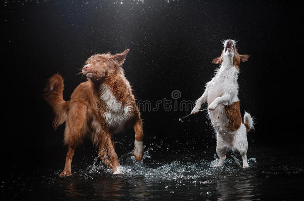 狗杰克拉塞尔猎犬和狗新星斯科蒂亚鸭子<strong>鸣叫</strong>猎犬，狗玩，跳，跑，在水里移动