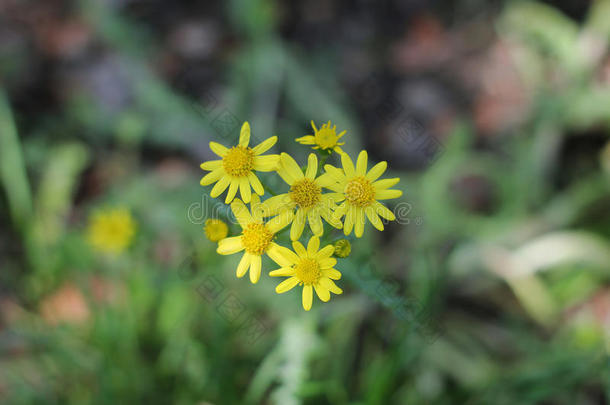 黄花