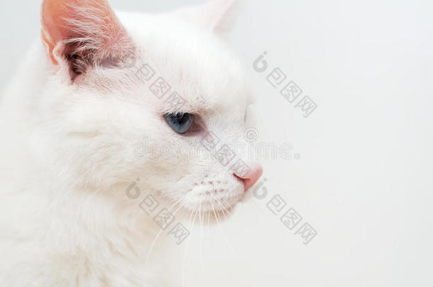 白猫的肖像。