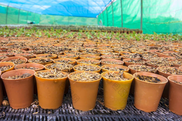 农业植物学植物区系花花盆