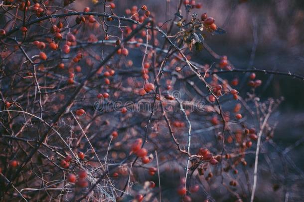 浆果灌木-愈合。 玫瑰臀部/玫瑰/荆棘生长在灌木丛上。 一堆红色的玫瑰和红色的浆果。 秋天