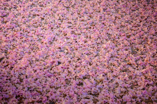 <strong>茶花</strong>的背景是一种粉红色的花新热带树