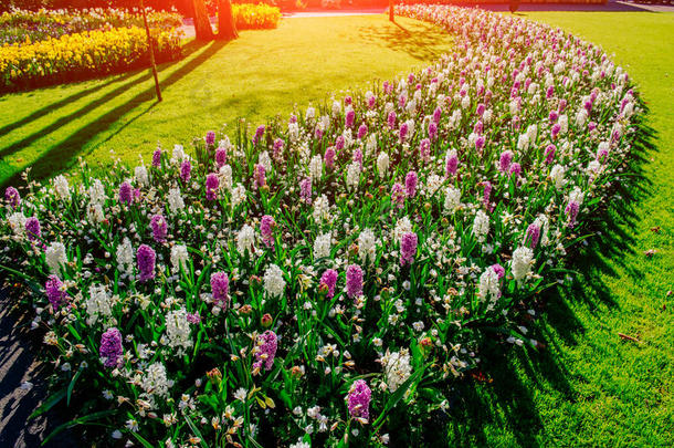 背景开花盛开花开植物学<strong>的</strong>