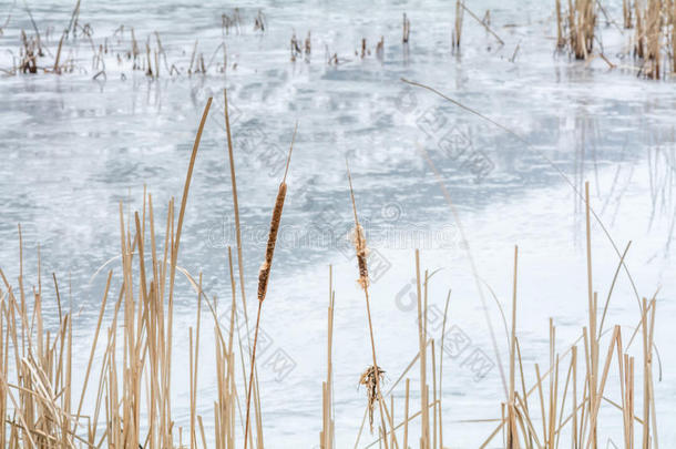 结冰的芦苇在结冰的湖面上。 雪的冬季景观与干冻芦苇在海岸线上。 。