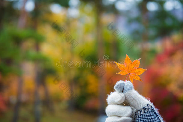 手套手拿着橙色枫叶五颜六色的森林模糊的背景