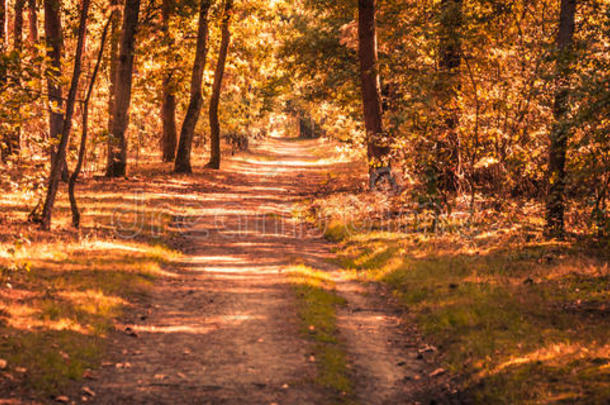 秋季森林景观，全景切割在Instagram风格处理