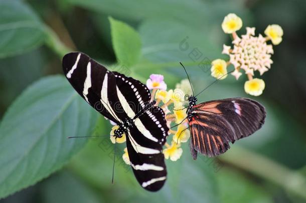 黑白条纹蝴蝶，黄色和粉红色的花上有一只黑白相间的蝴蝶