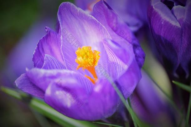 靠近一朵紫色的花，中间有黄色/橙色