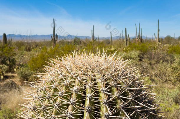 干旱的亚利桑那州仙人掌卡内基沙漠