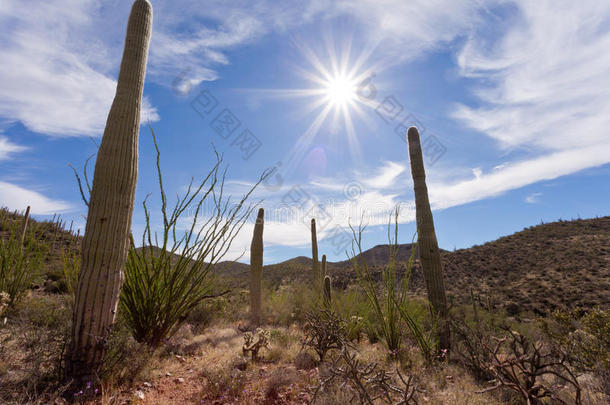 干旱的亚利桑那州仙人掌卡内基沙漠