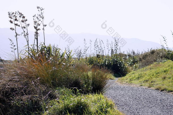 灌木海岸沿海地方病蕨类植物