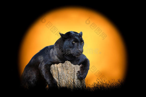 日落背景上的黑豹
