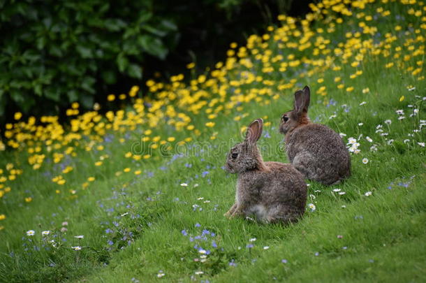 棕色的兔子耳朵复活节花