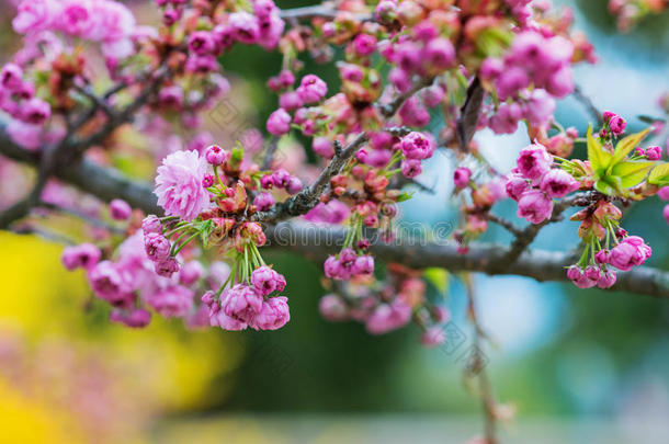 盛开的树枝上有粉红色的花和叶子。 春天。