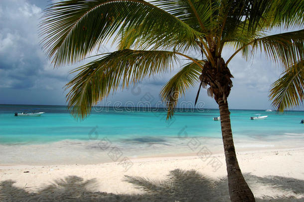 椰子树下的海滩床，海景