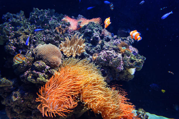 五颜六色的水族馆，展示不同五颜六色的鱼游泳