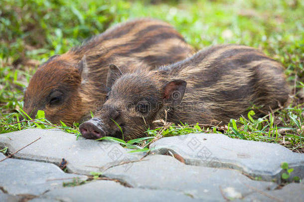 小野猪睡在草地上