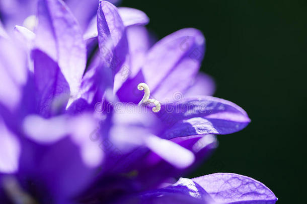 美丽的野生紫罗兰<strong>钟花</strong>在森林里。