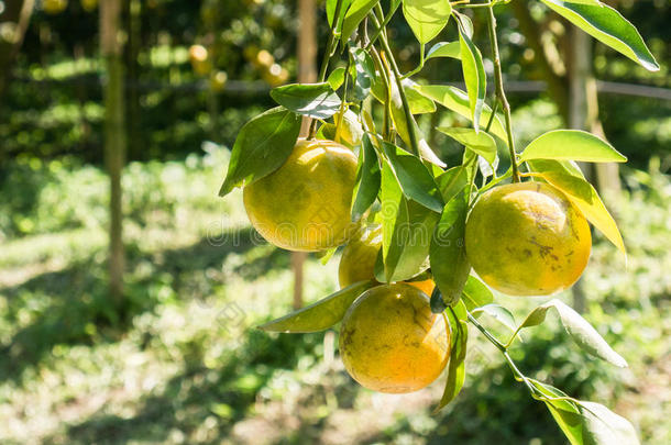 新鲜橘子泰国<strong>金银花</strong>品种橘子堆。