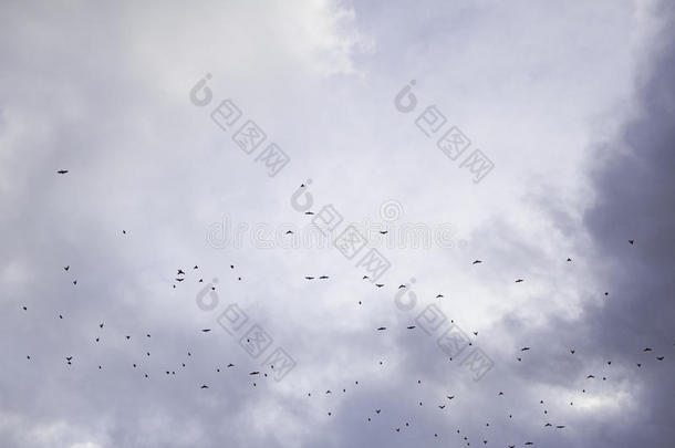 鸟儿飞过天空