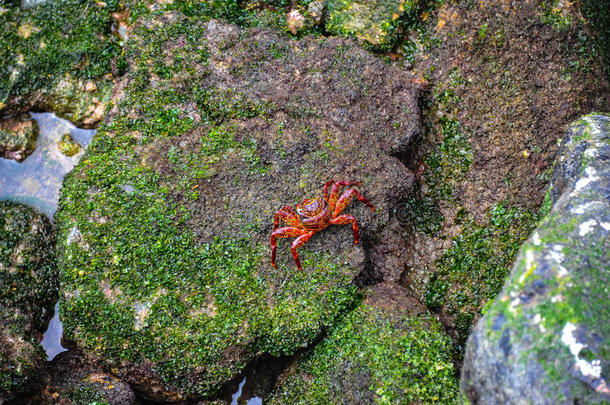 可爱的彩色螃蟹摆姿势拍照。