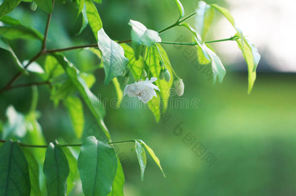 背景美丽的美女开花蓝色