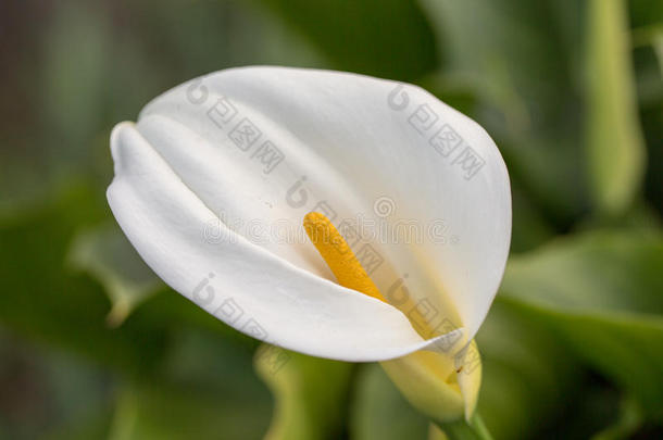 卡拉百合(；Arum-lily)；花序和羽化