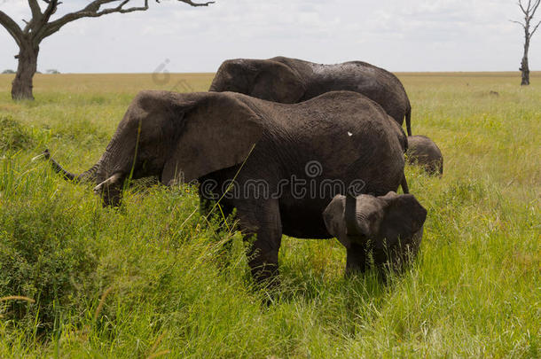 坦桑尼亚大象家族