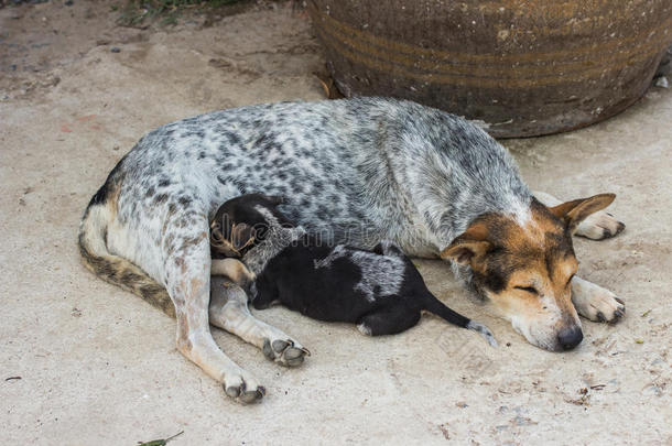 动物宝贝出生母乳喂<strong>养犬</strong>科动物