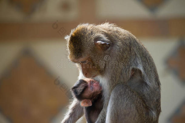 猴子妈妈和孩子