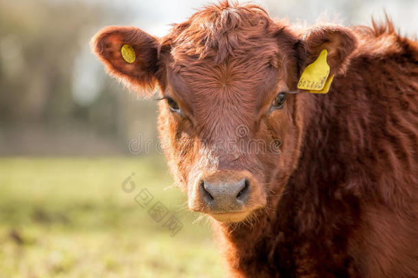 棕色母牛。 农场牛。 肉类和乳制品农业。