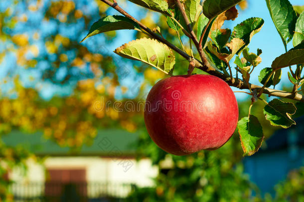 果园树上新鲜健康的红苹果。 秋天的农业。
