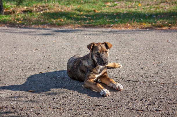 单独地动物沥<strong>青棕色</strong>的犬科动物