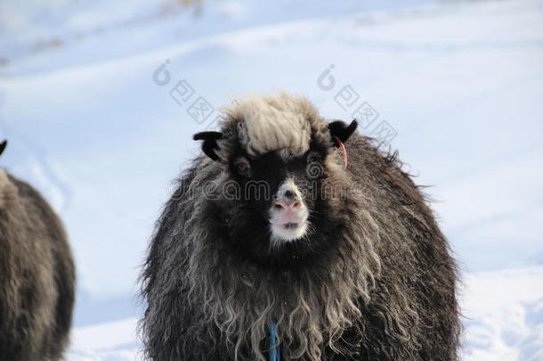 在<strong>法罗</strong>群岛的冬天，雪地里的动物