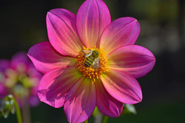 粉红花朵上的蜜蜂