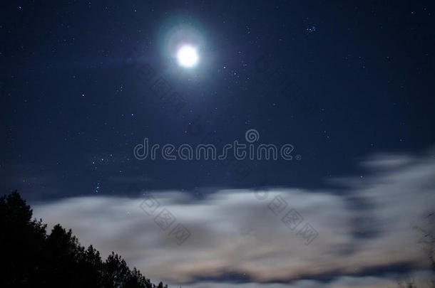 月亮下的森林松树和深蓝色的夜空