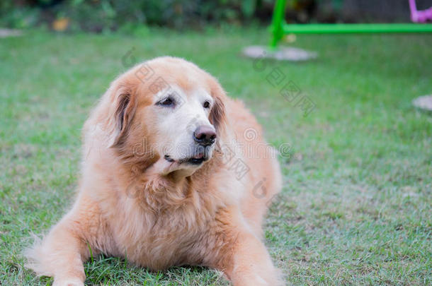 金毛猎犬坐在草地上