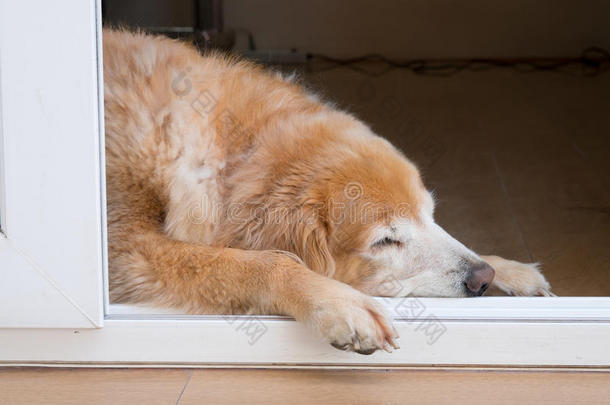 金毛猎犬睡在门口