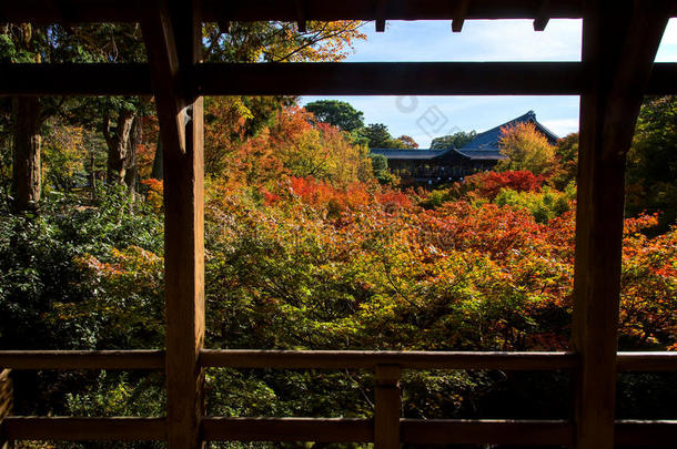 秋枫叶在东京托福吉寺