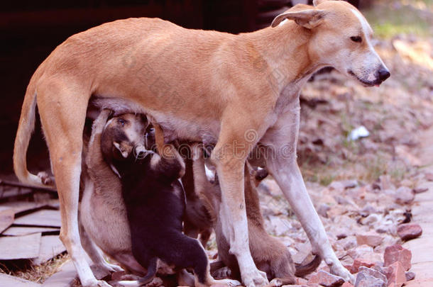 动物宝贝出生母乳喂养犬科动物