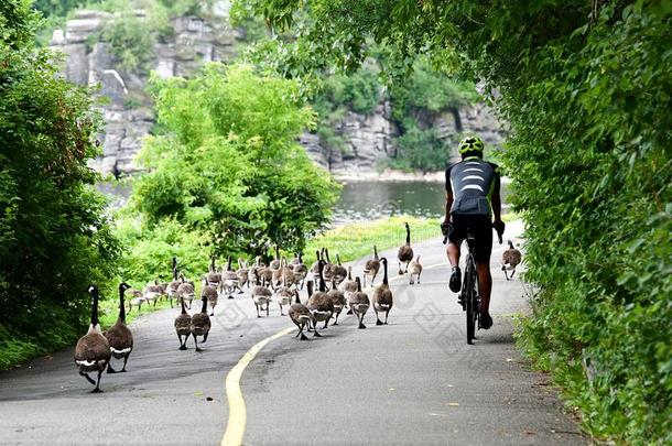 骑自行车的人戴着头盔，穿着运动服在公园里骑马。 体育生活方式的概念。 骑自行车的人和鸭子在路上。 幽默的SPO照片