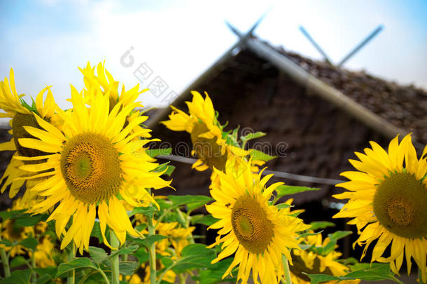 美丽的向日葵在农场，小屋和天空