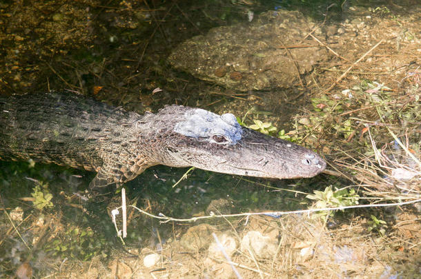 佛罗里达大柏树沼泽的鳄鱼